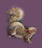 squirell
