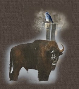 �ubr, zdj�cia �ubra, zubra, zdj�cie �ubr, fotki �ubr�w