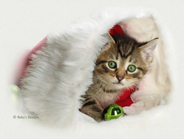 Image Courtesy of American Greetings